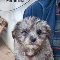 Cuccioli Meticci