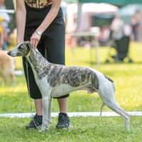 Whippet maschio per accoppiamento
