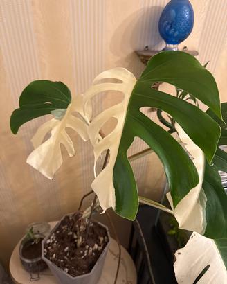 Talee e piante tropicali