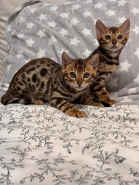 Gatti Bengala