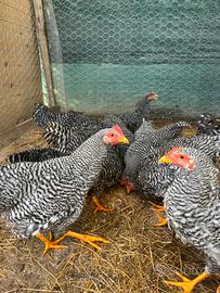 Galli e galline Amrock