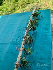 6 piantine di tillandsia aeranthos ora senza fiori