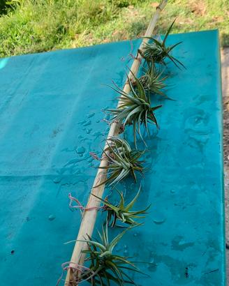 6 piantine di tillandsia aeranthos ora senza fiori