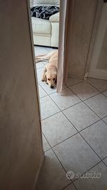 Golden retriever