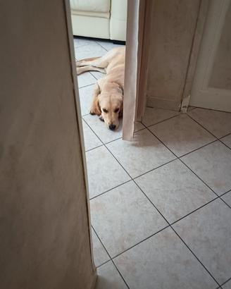 Golden retriever