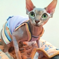 Sphynx femmina