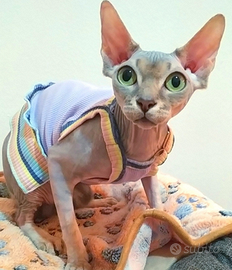 Sphynx femmina