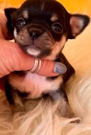cuccioli chihuahua 