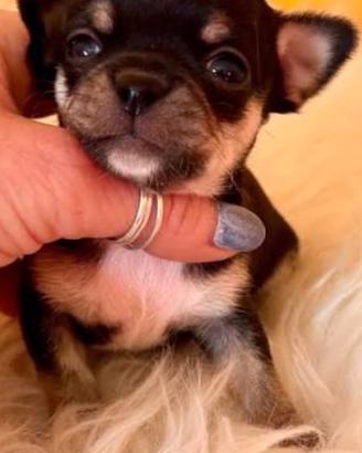 cuccioli chihuahua 