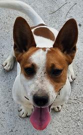 Jack Russel maschio per accoppiamento NO PEDIGREE