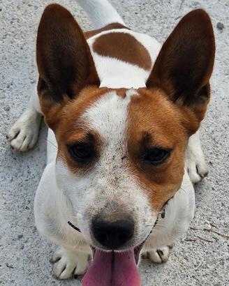 Jack Russel maschio per accoppiamento NO PEDIGREE