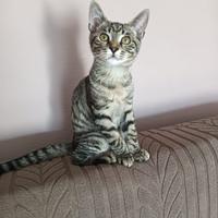 Cacao micio di 6 mesi tigrato