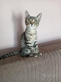 Cacao micio di 6 mesi tigrato