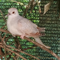Tortora diamante