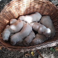 Cuccioli pastore maremmano