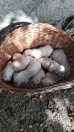 Cuccioli pastore maremmano