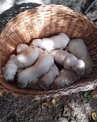 Cuccioli pastore maremmano