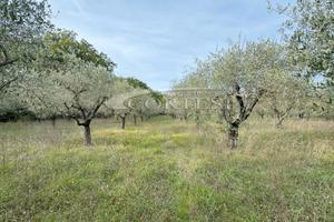 Terreno Agricolo /Uliveto PST/108