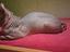 Immagine 4