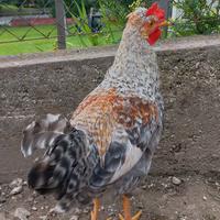 Gallo Legbar Golden