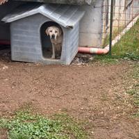 Labrador femmina 5 anni