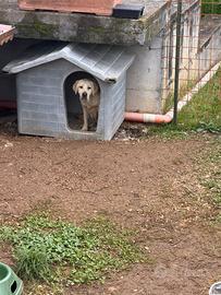 Labrador femmina 5 anni