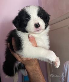Cuccioli border collie