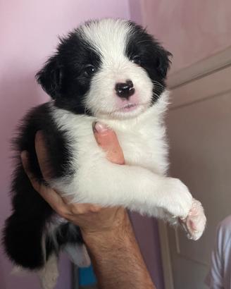 Cuccioli border collie