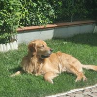 Golden retriever per accoppiamento