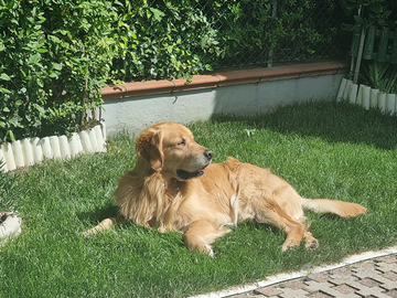 Golden retriever per accoppiamento