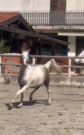 Cavallo Quarab