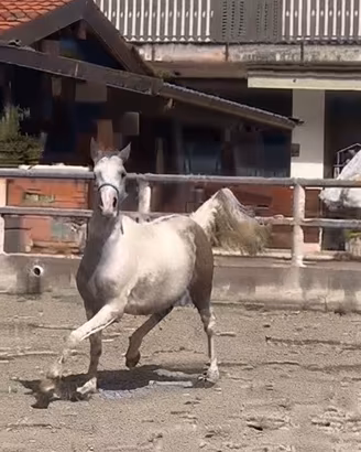 Cavallo Quarab