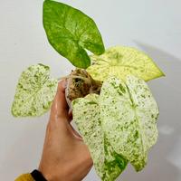 Alocasia odora variegata