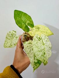 Alocasia odora variegata