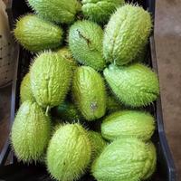 Zucchine con e senza spine