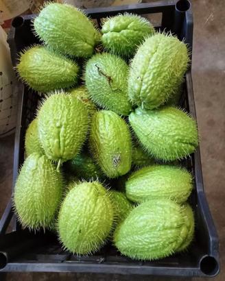 Zucchine con e senza spine