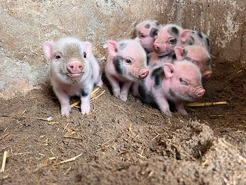 Mini Pig Juliana