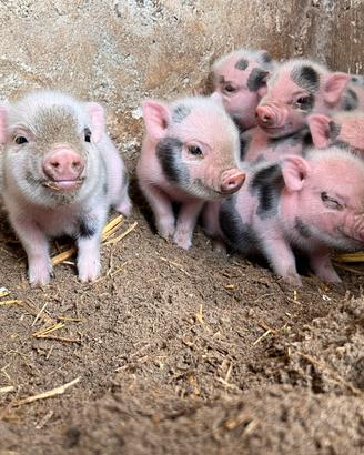 Mini Pig Juliana
