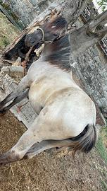 Puledra