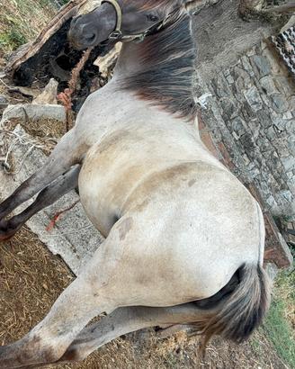 Puledra