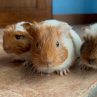 Porcellini d'india/Cavie peruviane