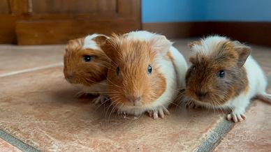 Porcellini d'india/Cavie peruviane