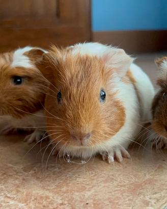 Porcellini d'india/Cavie peruviane