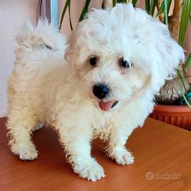 Cani Cuccioli Dog Taglia PICCOLA e MEDIA Pedigree
