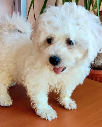 Cani Cuccioli Dog Taglia PICCOLA e MEDIA Pedigree