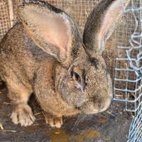 Conigli razza gigante