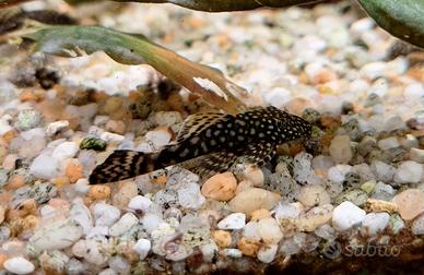Ancistrus 