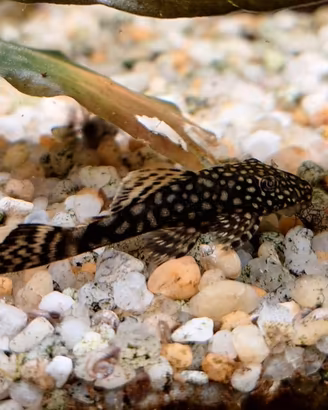 Ancistrus 