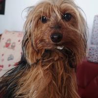 Yorky toy maschio disponibile per accoppiamento