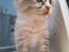 Immagine 6